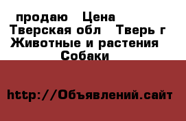 продаю › Цена ­ 8 000 - Тверская обл., Тверь г. Животные и растения » Собаки   